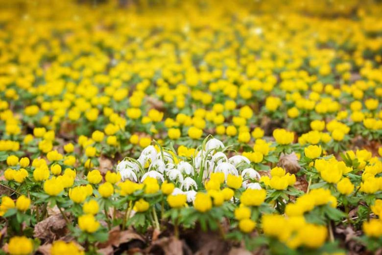 Eranthis, Eranthis hyemalis, Winter aconite, Yellow flowers, Winter flowers, Spring flowers