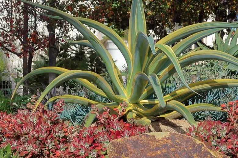 Agave vilmoriniana,Octopus Agave, Yellow flowers, drought tolerant plant, evergreen plant