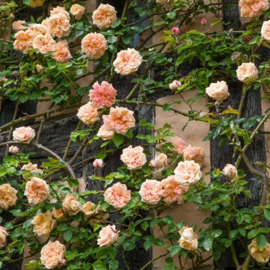 Rose 'Gloire de Dijon', Rosa 'Gloire de Dijon', Climbing Rose 'Gloire de Dijon', Old Glory Rose, Glory John Rose, Noisette Roses, Tea Noisette Roses, Yellow roses, salmon roses, Apricot roses, fragrant roses, Shrub roses, Rose bushes, Garden Roses