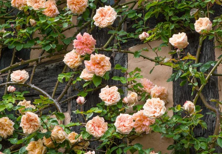 Rose 'Gloire de Dijon', Rosa 'Gloire de Dijon', Climbing Rose 'Gloire de Dijon', Old Glory Rose, Glory John Rose, Noisette Roses, Tea Noisette Roses, Yellow roses, salmon roses, Apricot roses, fragrant roses, Shrub roses, Rose bushes, Garden Roses