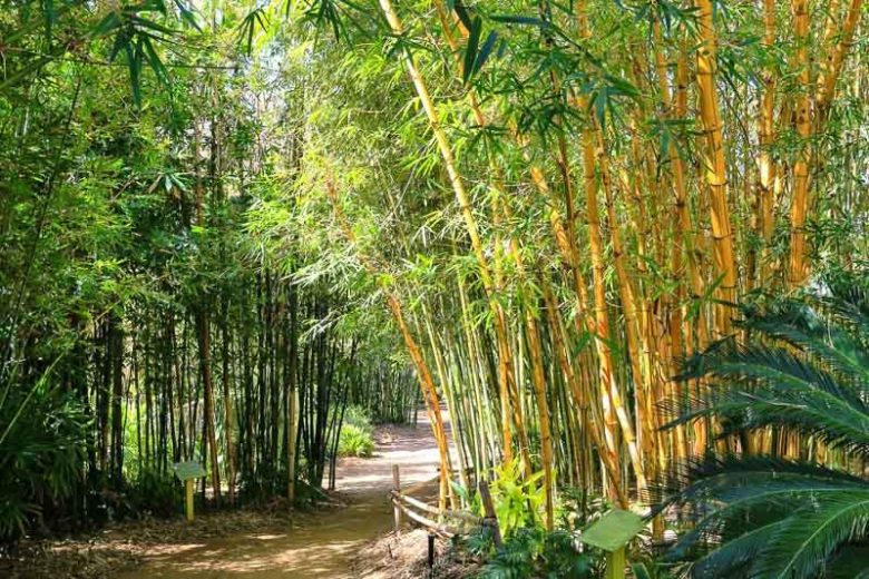 Bambusa vulgaris 'Vittata', Painted Bamboo, Bambusa vulgaris 'Striata', Clump-Forming Bamboo, Evergreen Bamboo, Shade plants, shade perennial, plants for shade, plants for wet soil