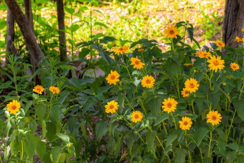 Heliopsis Helianthoides, Smooth Oxeye, Oxeye Sunflower, False Sunflower, Yellow Flowers