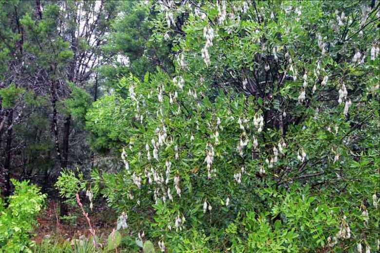 Sophora secundiflora,Texas Mountain Laurel, Mountain Laurel, Mescal Bean, Mescal Bean Sophora, Frijolillo, Frijolito, Calia secundiflora