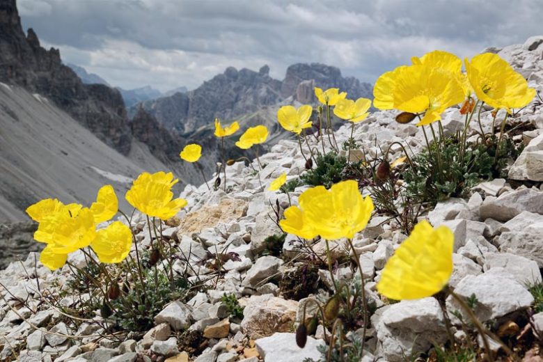 Alpinum Poppy, Alpine Poppy, Alpine Parsley, Dwarf Poppy, Rock Garden Flowers