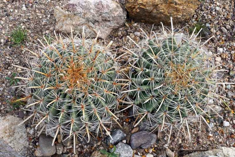 Ferocactus wislizenii, Candy Barrel, Candy Barrel Cactus, Fishhook Barrel Cactus, Southwestern Barrel Cactus, Echinocactus wislizeni