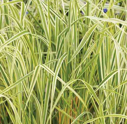 Feather Reed Grass, Calamagrostis x Acutiflora Overdam, Deer resistant plant, Overdam grass