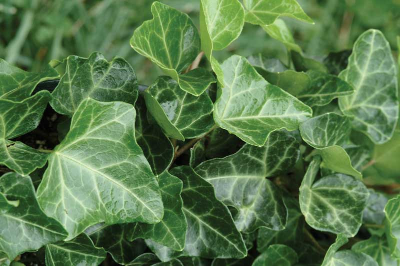 Hedera, Hedera helix, common ivy, English ivy, European ivy, Algerian ivy, Canary Island ivy, Canary ivy, Hedera canariensis