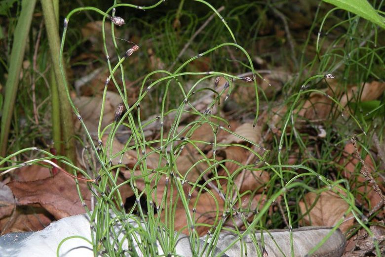 Equisetum scirpoides, Dwarf Scouring Rush, Dwarf Horsetail Rush, Aquatic Plants, Marginal Aquatics