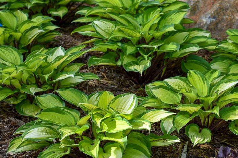 Hosta Island Breeze, Variegated Plantain lily, Island Breeze Hosta, Plantain Lily 'Island Breeze', Shade perennials, Plants for shade