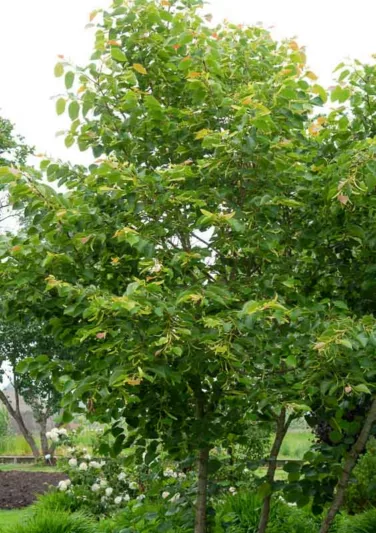 Tilia henryana, Henry's Lime, Deciduous Tree, Fall Color