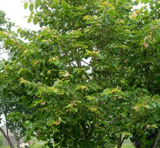 Tilia henryana, Henry's Lime, Deciduous Tree, Fall Color