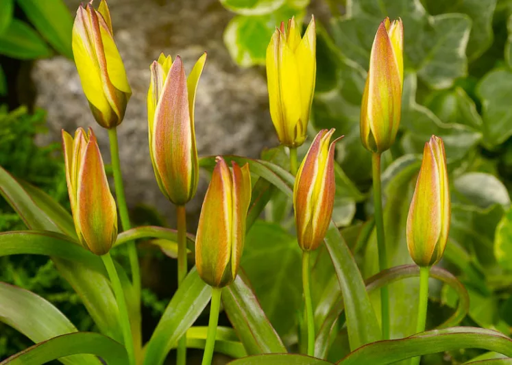 Tulipa urumiensis, Iran Tulip, Botanical Tulips, Wild Tulips, Rock Garden Tulips