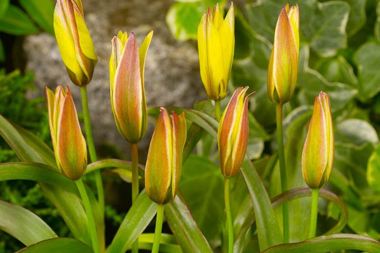 Tulipa urumiensis, Iran Tulip, Botanical Tulips, Wild Tulips, Rock Garden Tulips