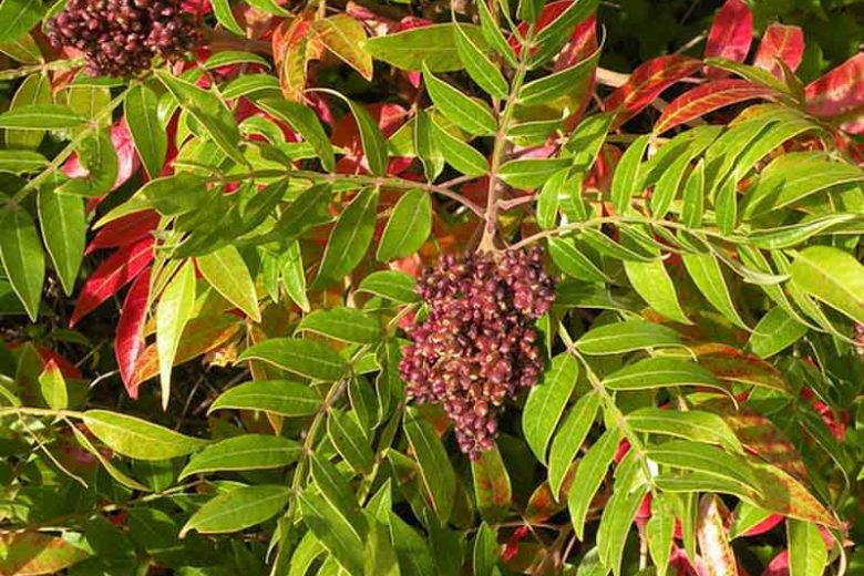 Rhus copallinum (Winged Sumac)
