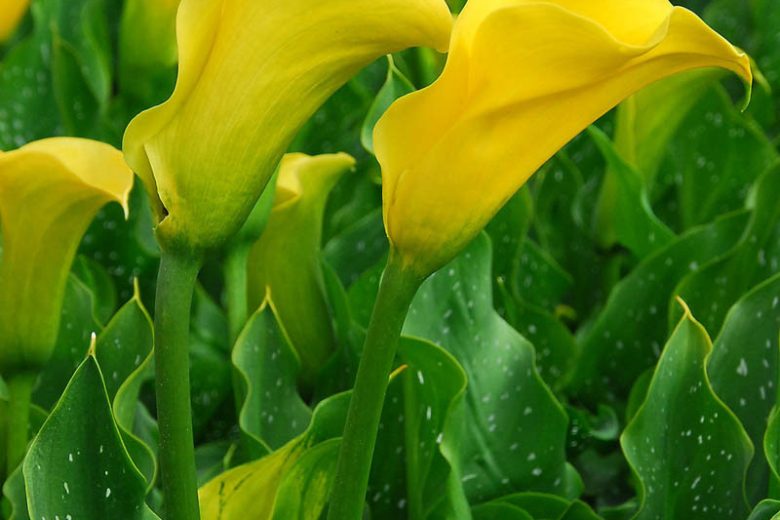 Zantedeschia elliottiana, Golden Calla Lily, Arum Lily, Calla Lilies, Arum Lilies, Zantedeschia care, Yellow calla lilies, Yellow flowers