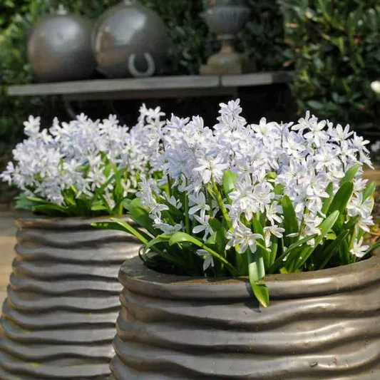 Scilla Siberica Alba, Siberian Squill Alba, Spring Bulbs, Early spring flowers, While flowers, White Siberian Squill