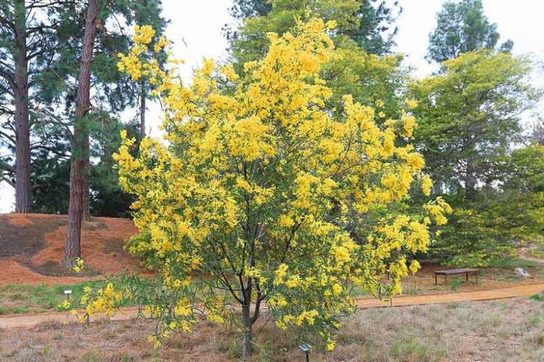 Acacia cultriformis, Knife Acacia, Knife-Leaf Wattle, Dogtooth Wattle, Evergreen Tree, Evergreen Shrub, Yellow Flowers, Fragrant Shrub, Fragrant Tree