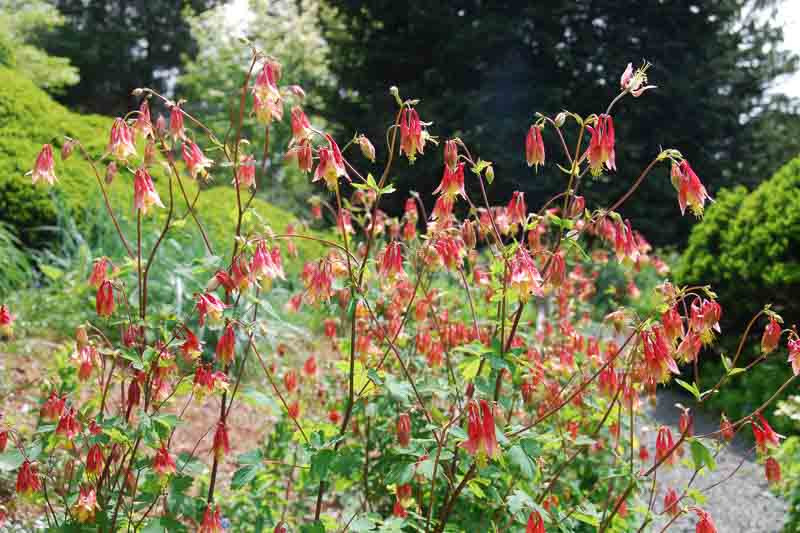 Aquilegia Canadensis, Canadian Columbine, Canada Columbine, Eastern Red columbine, Wild Columbine, Red Aquilegia, Bicolor Aquilegia