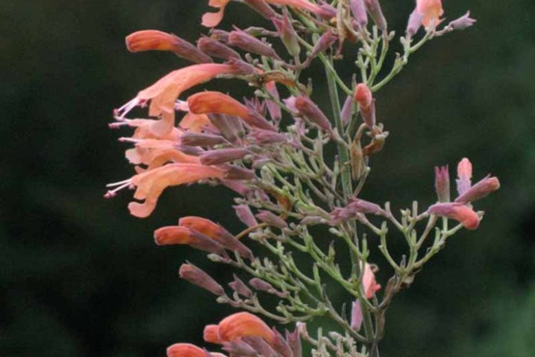 Agastache Rupestris, Rock Anise Hyssop, Sunset Hyssop, Threadleaf Giant Hyssop, Licorice Mint, Salmon flowers, Orange Flowers,