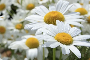 Leucanthemum, Daisies, Daisy Flowers, Shasta Daisies, Shasta Daisy, Perennial Daisies, Annual Daisies, White Flowers, , Yellow Flowers