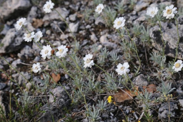 Achillea ageratifolia, Balkan Yarrow, Greek Yarrow, Evergreen Perennial, Greek Native Plants, White Flowers