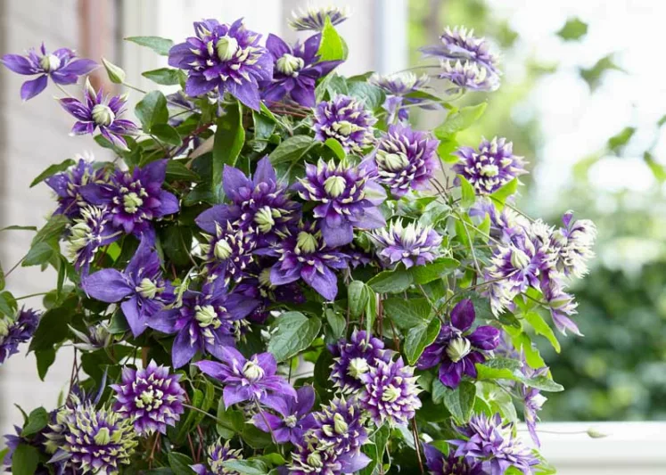 Clematis Taiga, Taiga Clematis, Double Blue Clematis, Double Clematis, group 3 clematis, purple clematis, blue clematis, Clematis Vine, Clematis Plant, Flower Vines, Clematis pruning