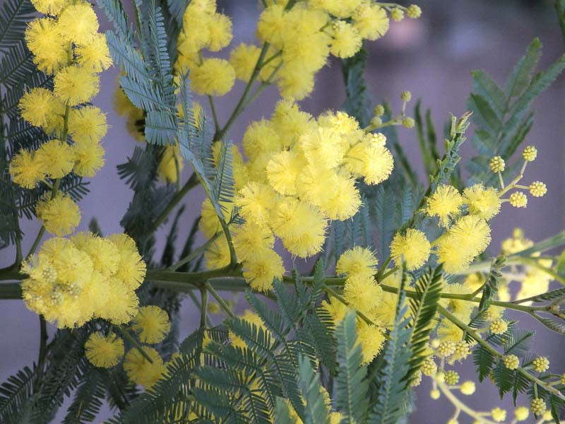 Acacia, Silver Wattle, Blue Wattle, Mimosa, Cootamundra Wattle, Bailey Acacia, Golden Mimosa, Fernleaf Acacia, Yellow Winter Flowers, Yellow Flowers