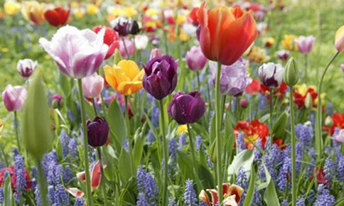 Tulips, Daffodils, Crocus, Hyacinths, Muscari, Crocosmia, Lilies, Dahlias, Irises, Sword-lilies, Grape Hyacinths, Calla Lilies