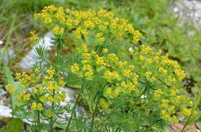 Cypress Spurge, Euphorbia Cyparissias, Cypress Spurge, Bonaparte's Crown, Faitour's Grass, Graveyard Ground Pine, Graveyard Weed, Irish Moss, kiss-Me-Dick, Love in a Huddle, Tree Spurge, Welcome-to-our-house
