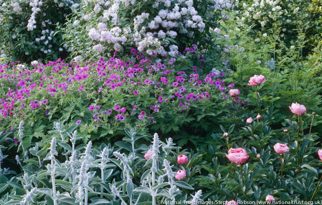 Geranium Psilostemon,Armenian Cranesbill, Geranium Armenum, Hardy Geranium, Purple Geranium,Purple Flowers
