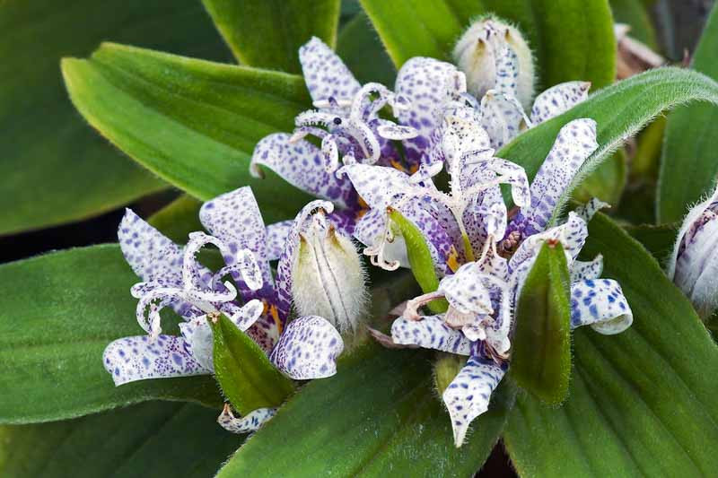 Tricyrtis, Toad lily, Tricytis Formosana, Tricyrtis hirta,  Japanese Orchid Lily, Japanese Toad Lily, Purple flowers, flowers for shade, Fall perennial, Shade perennial
