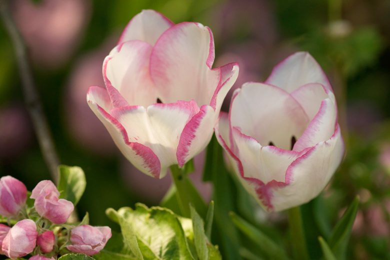 Tulipa 'Del Piero',Tulip 'Del Piero', Triumph Tulip 'Del Piero', Triumph Tulips, Spring Bulbs, Spring Flowers, Pink Tulip, Bicolor Tulip, White Tulip