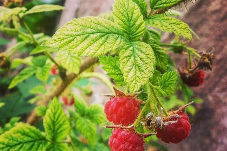Rubus deliciosus, Delicious Raspberry, Boulder Raspberry, Rocky Mountain Raspberry, Rocky Mountain Flowering Raspberry, Showy White-Flowered Bramble, Oreobatus deliciosus, Red Berries, Fruiting Shrub