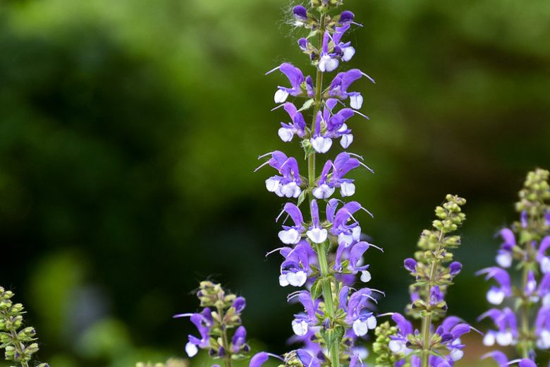 Salvia Azure Snow,  Sage 'Azure Snow', Color Spires Series, Blue Salvia, Blue Perennial Salvia, Blue Sage, Blue Flowers