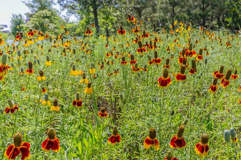 Ratibida columnifera, Mexican hat plant, prairie coneflower, yellow and red wildflower, drought tolerant perennial