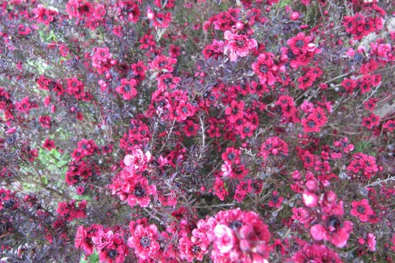 Leptospermum scoparium 'Red Damas', Tea Tree 'Red Damask', Broom Tea Tree 'Red Damask', Mānuka 'Red Damask', Manuka myrtle 'Red Damask', New Zealand Tea Tree 'Red Damask'