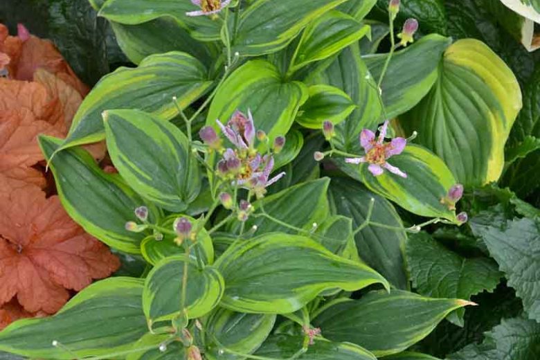 Tricyrtis Formosana 'Autumn Glow', Toad Lily 'Autumn Glow', Purple flowers, flowers for shade, Fall perennial, Shade perennial
