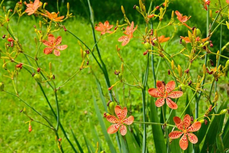 Iris domestica, Blackberry Lily, Belamcanda chinensis, Belamcanda chinensis 'Leopard Lily', Belamcanda chinensis var. curtata, Belamcanda flabellata, Orange Iris