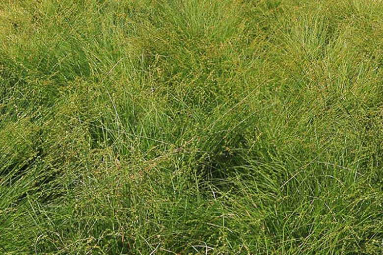Carex tumulicola, Berkeley Sedge, Foothill Sedge, Slender Sedge, Split Awn Sedge, Splitawn Sedge, Ornamental grasses, California Native Grasses