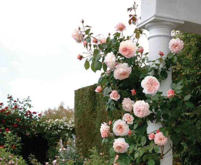 Rose A Shropshire Lad, Rosa A Shropshire Lad, David Austin Rose, English Roses, Shrub roses, pink roses, Climbing Roses, fragrant roses