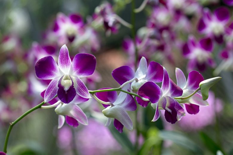 Dendrobium bigibbum, Cooktown Orchid, Mauve Butterfly Orchid, Callista bigibba,  Purple Orchids, Easy Orchids, Easy to Grow Orchids