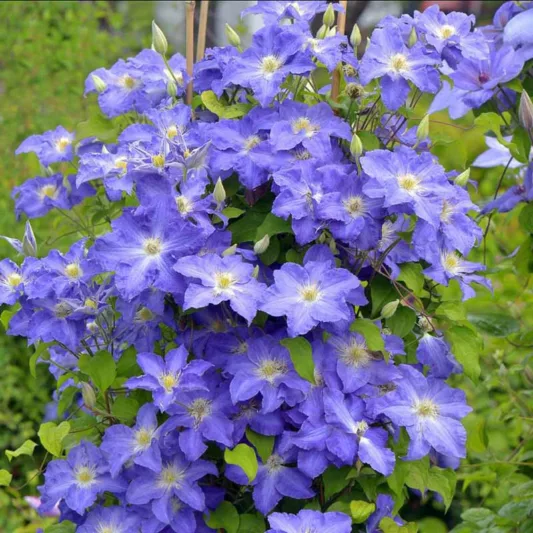 Clematis Brother Stephan, Brother Stephan Clematis, Large-Flowered Clematis Brother Stephan, group 2 clematis, Blue clematis, Clematis Vine, Clematis Plant, Flower Vines, Clematis Flower, Clematis Pruning,