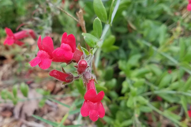 Galvezia speciosa, Island Snapdragon, Island Bush Snapdragon, Red Firecracker, Red Flowers, Evergreen Shrubs, California Native Plants