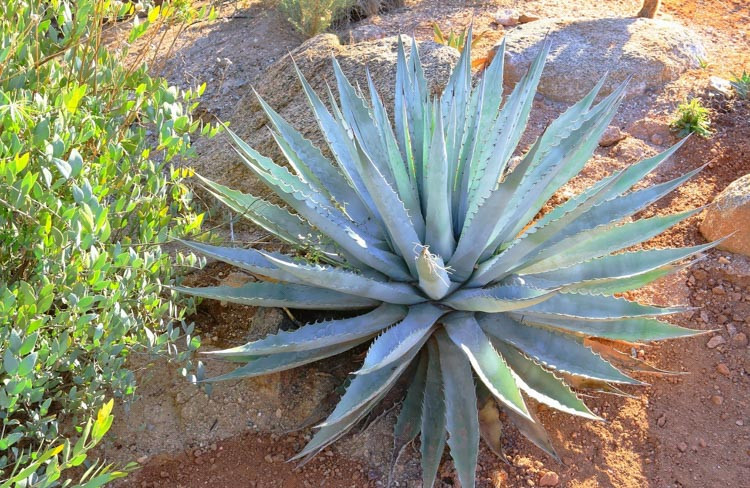 Agave chrysantha, Golden Flowered Century Plant, Golden Flowered Agave, Agave palmeri subsp. chrysantha, Agave palmeri var. chrysantha,Gray Agave, Drought tolerant plant, Cold hardy agave, Hardy agave