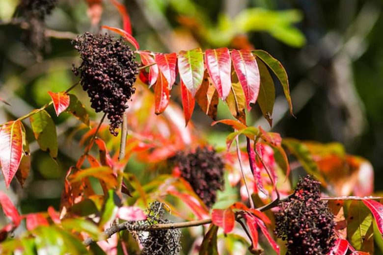 Rhus copallinum (Winged Sumac)