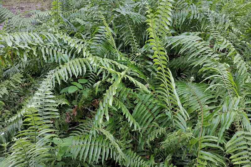 Polystichum acrostichoides, Christmas Fern, Dagger Fern, Shade plants, shade perennial, plants for shade, Evergreen Fern
