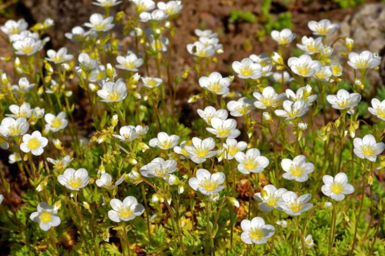 Arenaria Montana, Sandwort, Mountain Daisy, Mountain Sandwort, white flowers, ground covers, grouncover, perennial ground cover