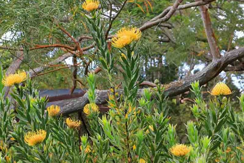 Leucospermum cordifolium 'Yellow Bird' (Nodding Pincushion)