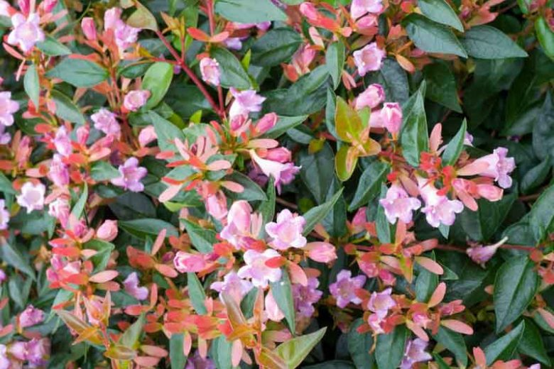 abelia-edward-goucher