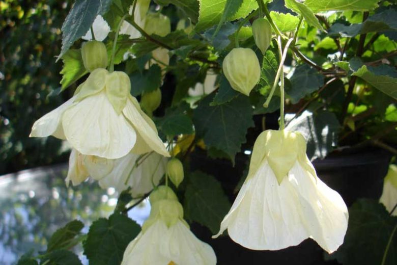 Abutilon 'Lucky Lantern White', Flowering Maple 'Lucky Lantern White', Abutilon hybrida 'Lucky Lantern White', Abutilon 'Nuabtwhite', White Flowers, evergreen shrubs